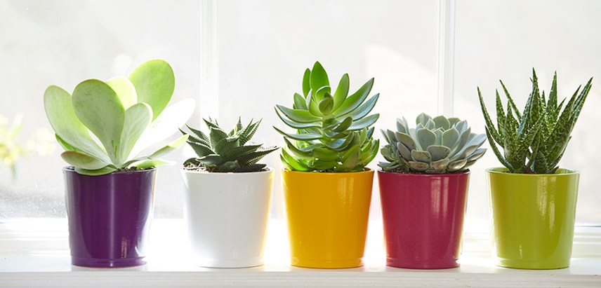 Amazing Benefits of Having Succulent Plants in Your House