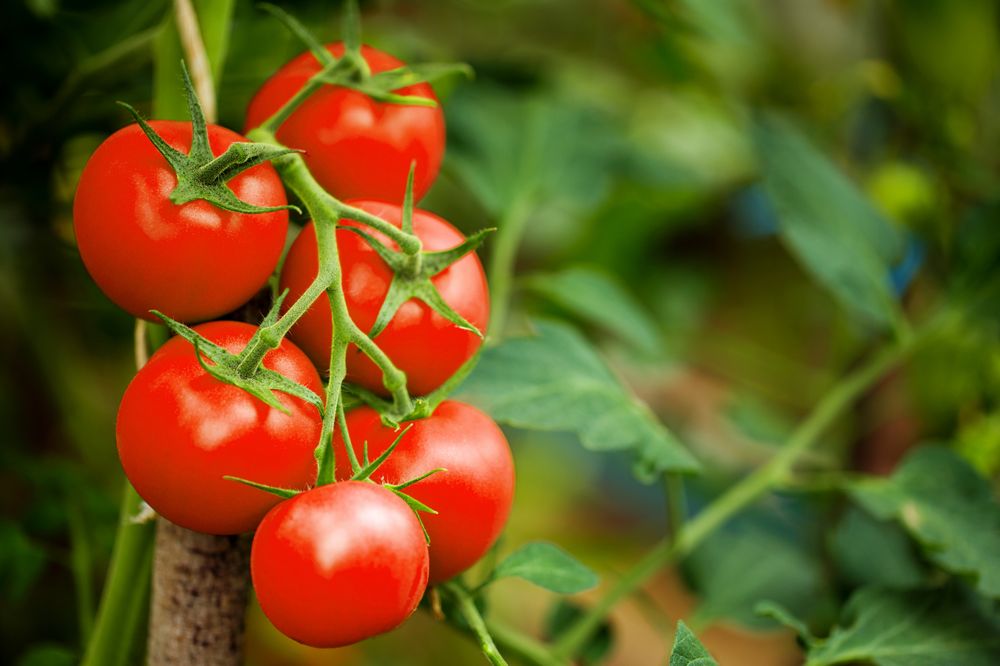 What Are the Benefits of Cherry Tomatoes for Males Health?